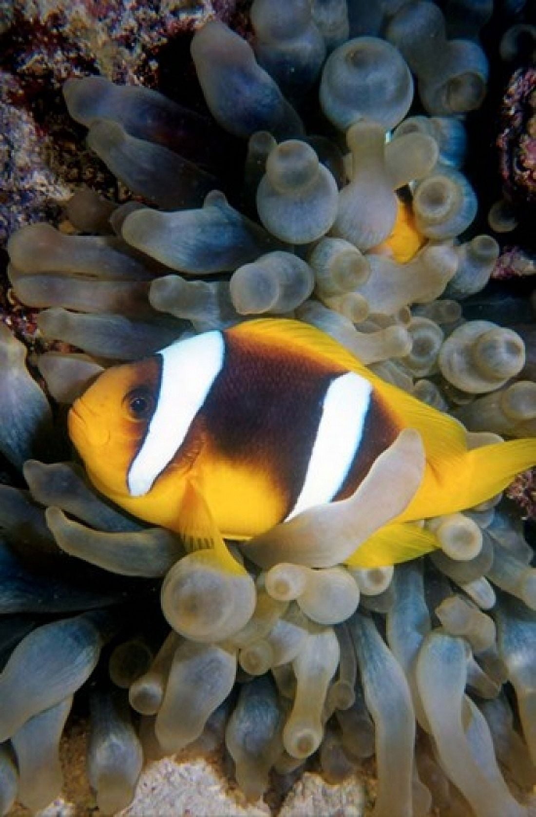 Twobar anemonefish Bubble Tip Anemone Egypt Canvas Art - Ali Kabas DanitaDelimont (12 x 18)