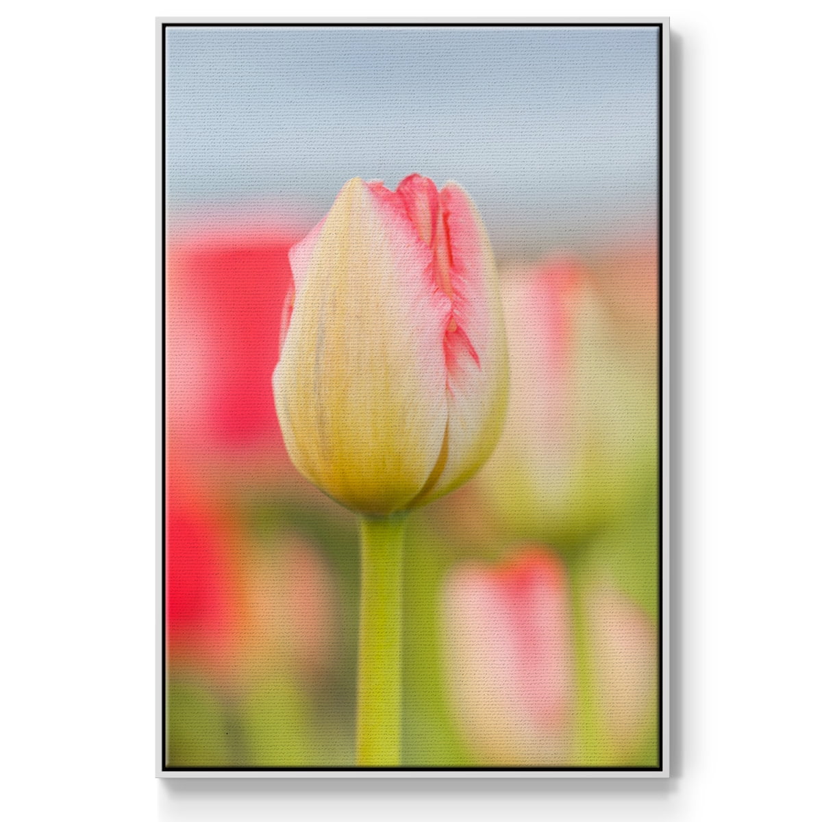 Twotone Tulip Framed Premium Gallery Wrapped Canvas - Ready to Hang
