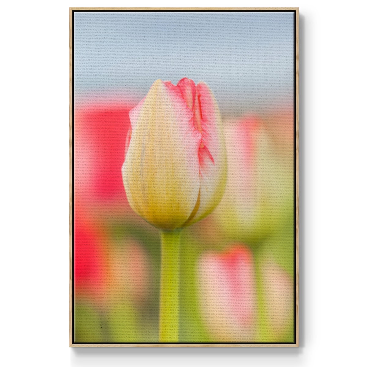 Twotone Tulip Framed Premium Gallery Wrapped Canvas - Ready to Hang