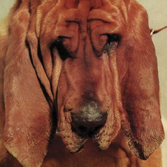Ty Segall - Goodbye Bread - Rock - CD