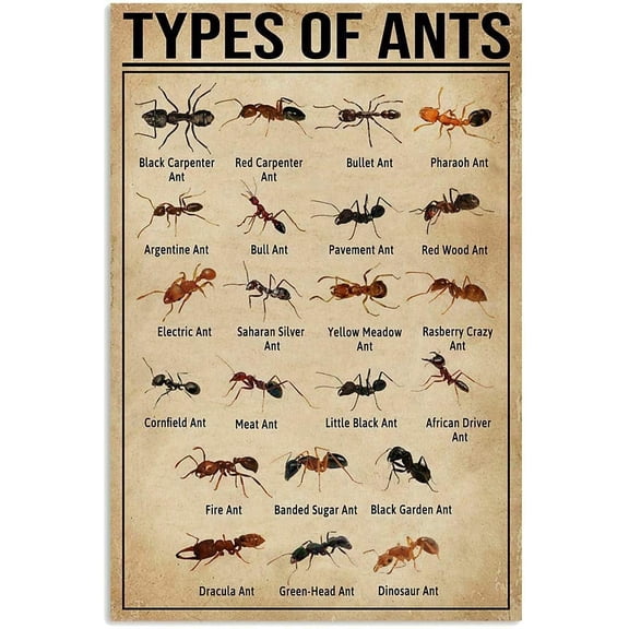 Types Of Ants Metal Signs Retro Room Decor Ant Science Knowledge Posters Club Farm Home Wall Decor Printing Plaque 8" x 12"