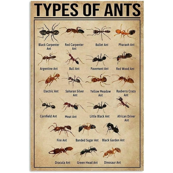 Types Of Ants Metal Signs Retro Room Decor Ant Science Knowledge Posters Club Farm Home Wall Decor Printing Plaque 8x12 inches