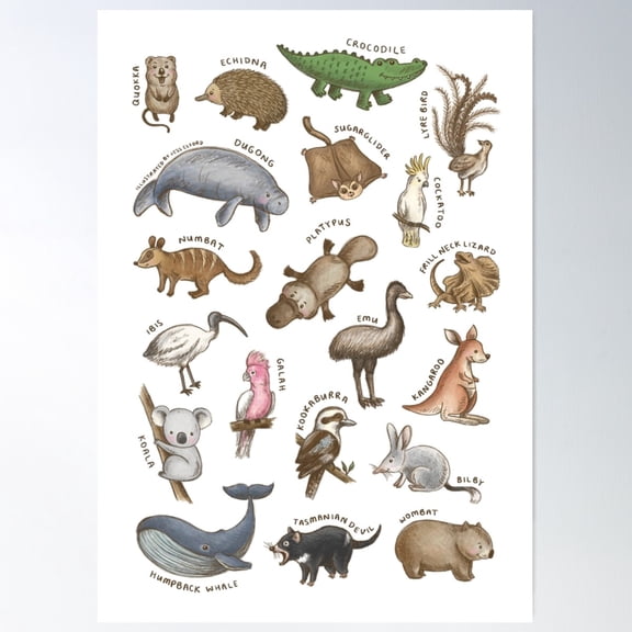 Types Of Australian Animals Poster Wall Art, Modern Wall Decor For Living Room Bedroom, 8x12 UNFRAMED