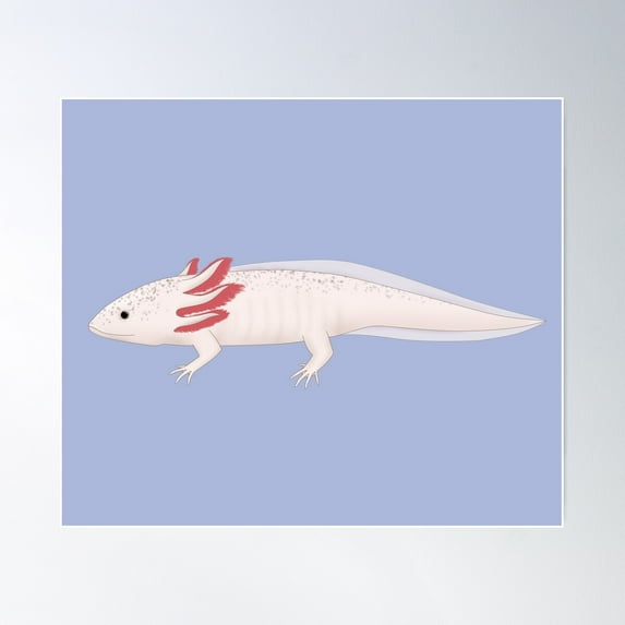 Types Of Axolotl Poster Wall Art, Modern Wall Decor For Living Room Bedroom, 24x36 UNFRAMED