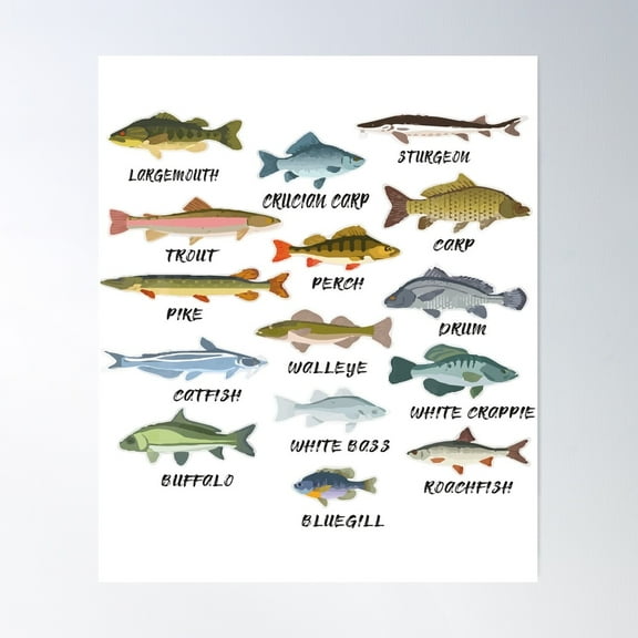 Types Of Freshwater Fish Species Fishing T-Shirt Poster Wall Art, Modern Wall Decor For Living Room Bedroom, 8x12 UNFRAMED