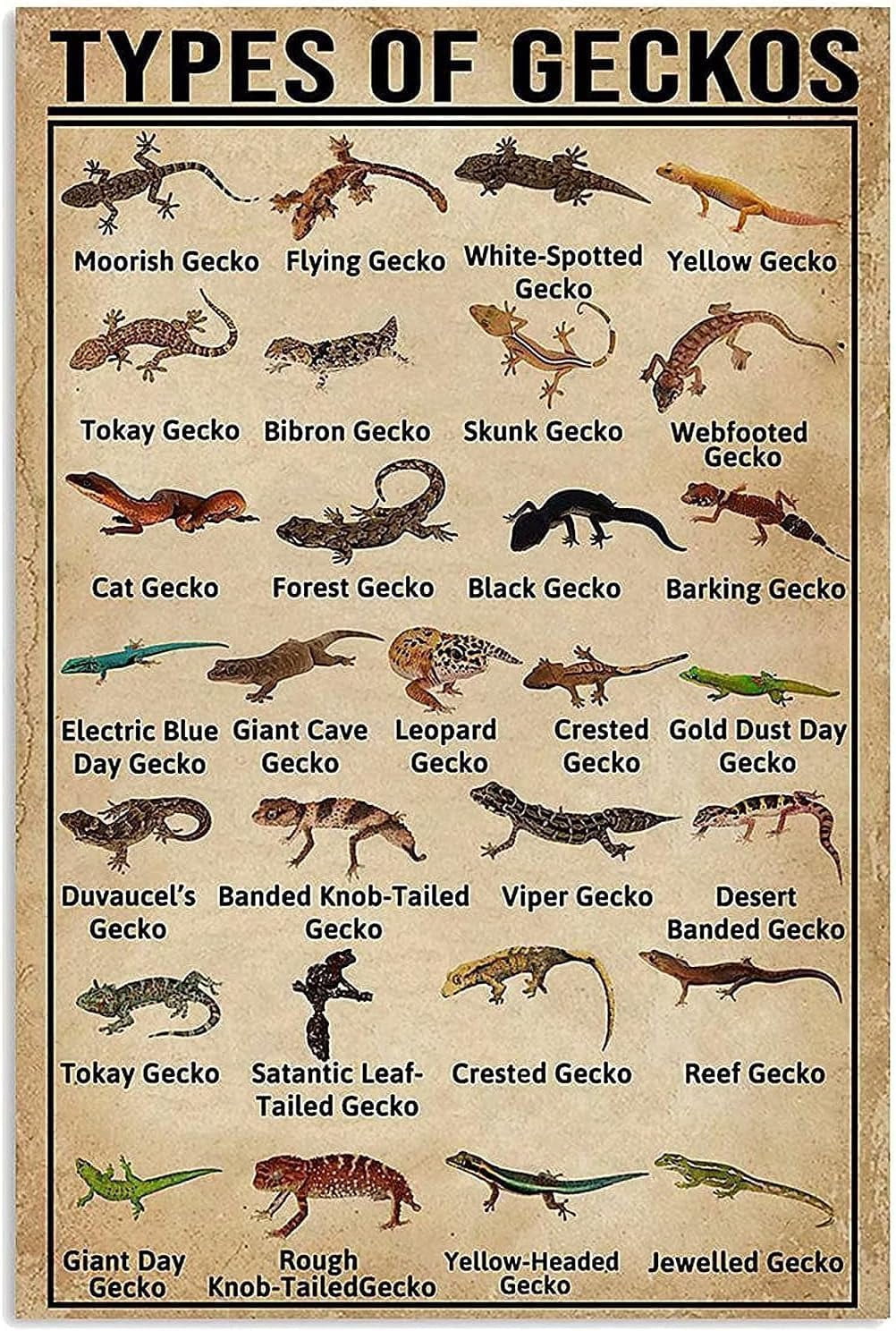 Types Of Geckos Knowledge Metal Tin Sign Animal Poster Restaurant Cafe ...