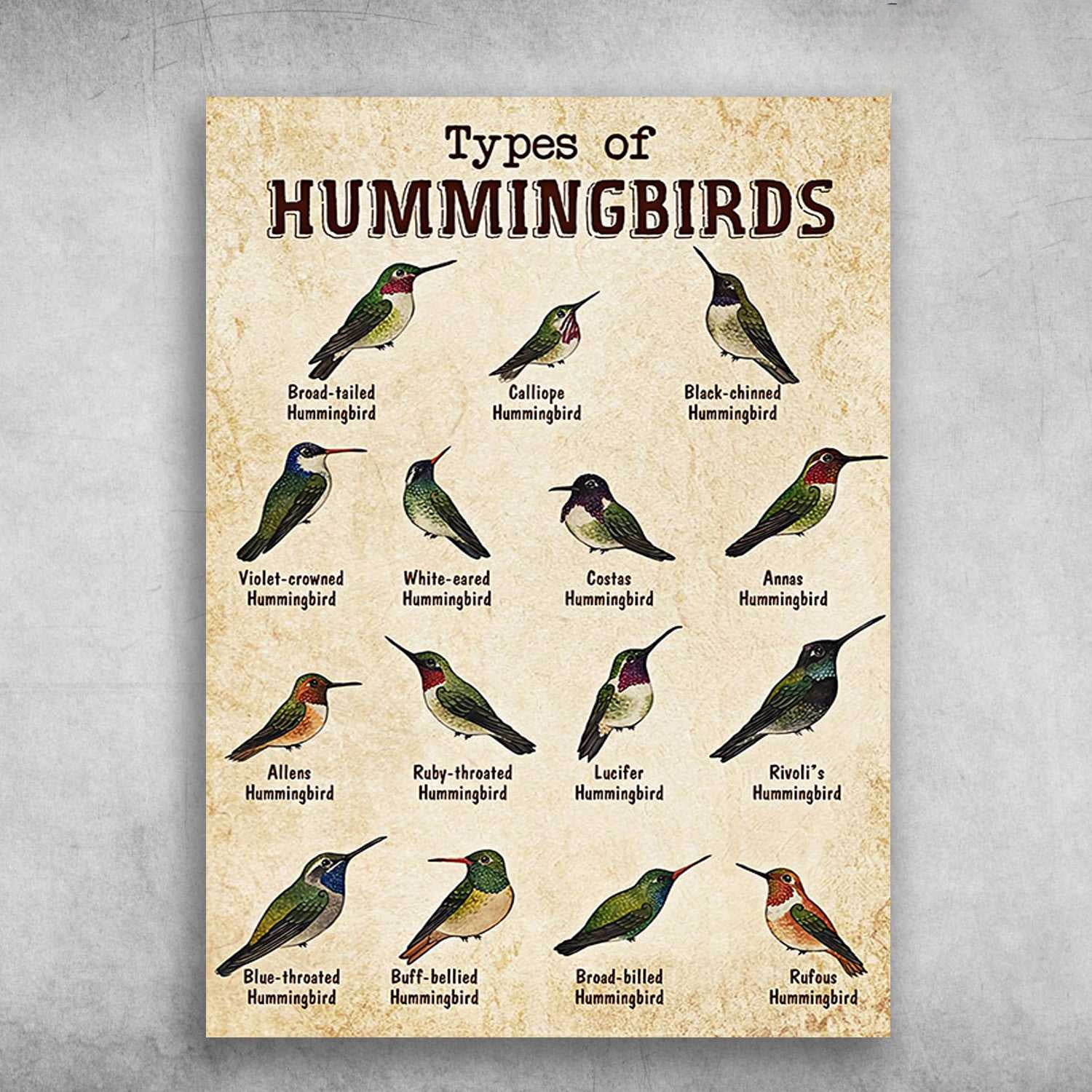 Large Hummingbird Types Types Of Hummingbirds, Hummingbird Poster, Hummingbird Lover 16 x 24 ...