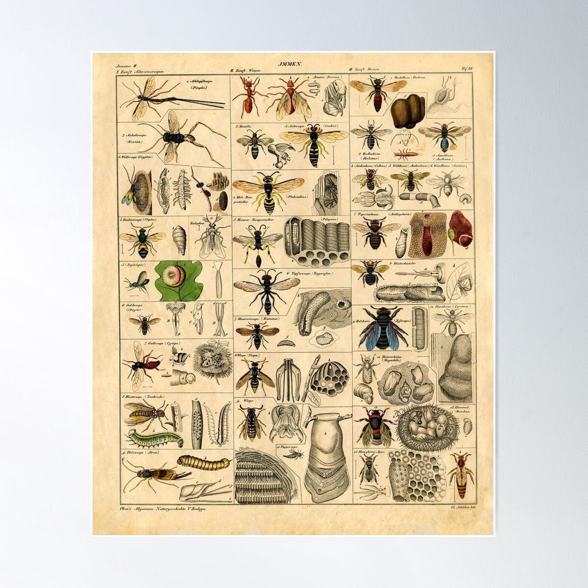 Butleal Insect Types Of Insects Butterflies Jmmen Poster Wall Art, Modern Wall Decor ...