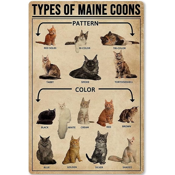 Types Of Maine Coons Metal Signs Maine Coon Cat Knowledge Poster Club Decor Room Home Wall Decor Vintage Classroom Office Studio 8x12 inches