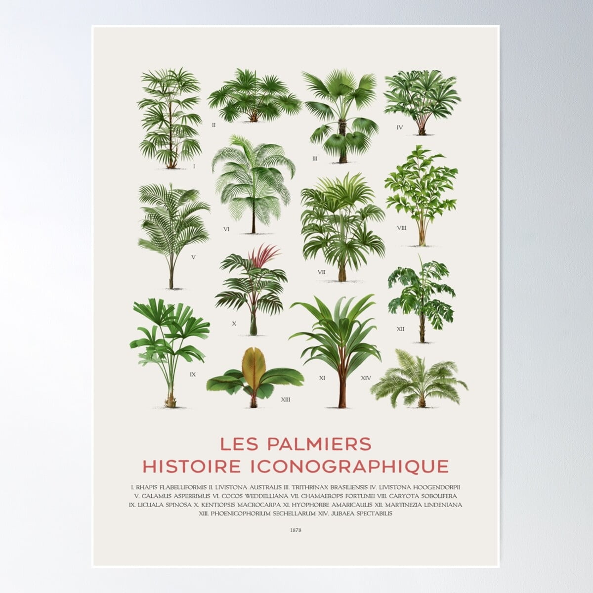 Types Of Palm Trees Chart Poster - Types Of Palm Trees Chart Poster Wall Art Modern Wall Decor For Living Room Bedroom 16x24 UNFRAMED B691bf3a 0b85 4c7b B32b F149e248ebff.dac45275b103e5bd9925c69d0a9fe27a 