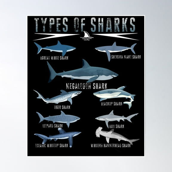 Types Of Shark Megalodon Great White Nurse Shark Poster Wall Art, Modern Wall Decor, 8x12 UNFRAMED