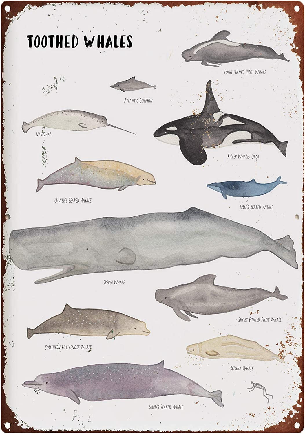 Types Of Toothed Whales Metal Tin Signs Whales Knowledge Plaques Whale