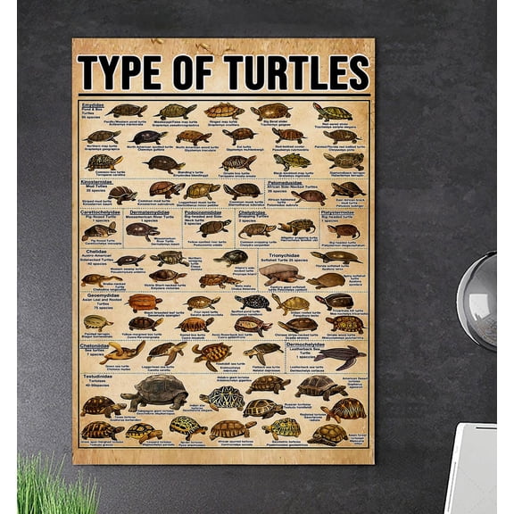 Types Of Turtles Educational Wall Art Print, Unframed Paper Poster 8x10in