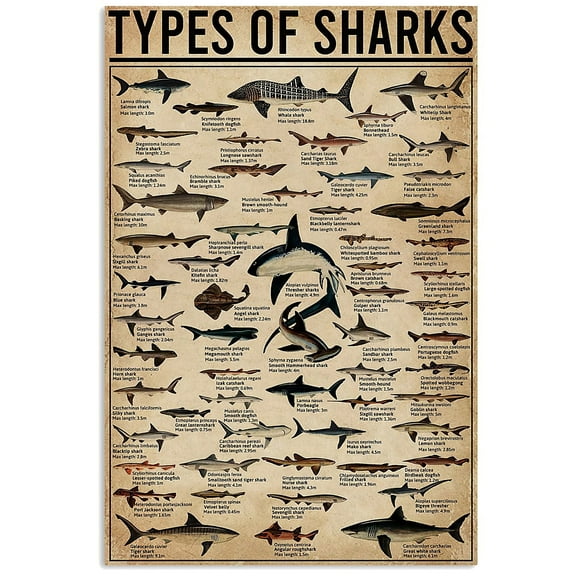 Types Of Shark Animal Vertical Poster, Shark Lover Gift, Ocean Poster, Animal Poster, Home Decor Painting Art, Dining Room Wall Decor Ideas, Art Deco Frameless 20x30inch
