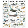 thumbnail image 1 of Types of Sharks Blanket Gifts for Women Teens Men Adult Shark Lovers - Shark Print Plush Cozy Warm Fuzzy Throw Flannel Comforter Sheet Decor for Birthday Home School Car Bed Couch Sofa - 50" X 60", 1 of 6