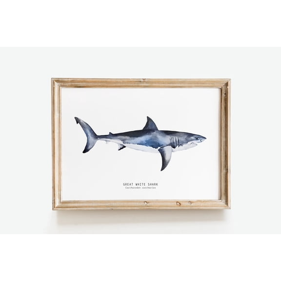 Types of Sharks Species Identification Chart Marine Biology Educational Art Poster Print Natural History Science Classroom Wall Decor 8x12 inch UNFRAMED