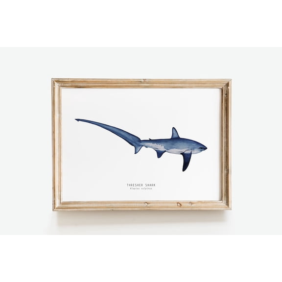 Types of Sharks Species Identification Chart Marine Biology Educational Reference Poster Vintage Ocean Life Classroom Science Decor 8x12 inch UNFRAMED