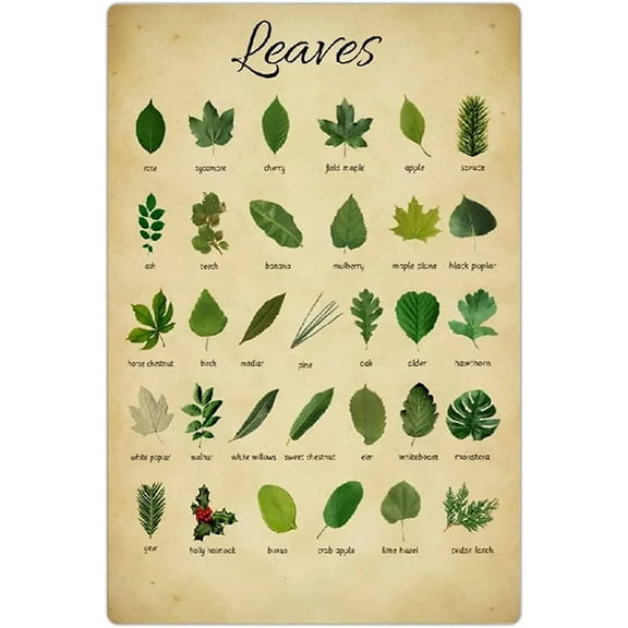 Types of Leaves Metal Tin Signs Charts Infographics Wall Decor Plaques Leaf Lovers 12" x 8" Posters