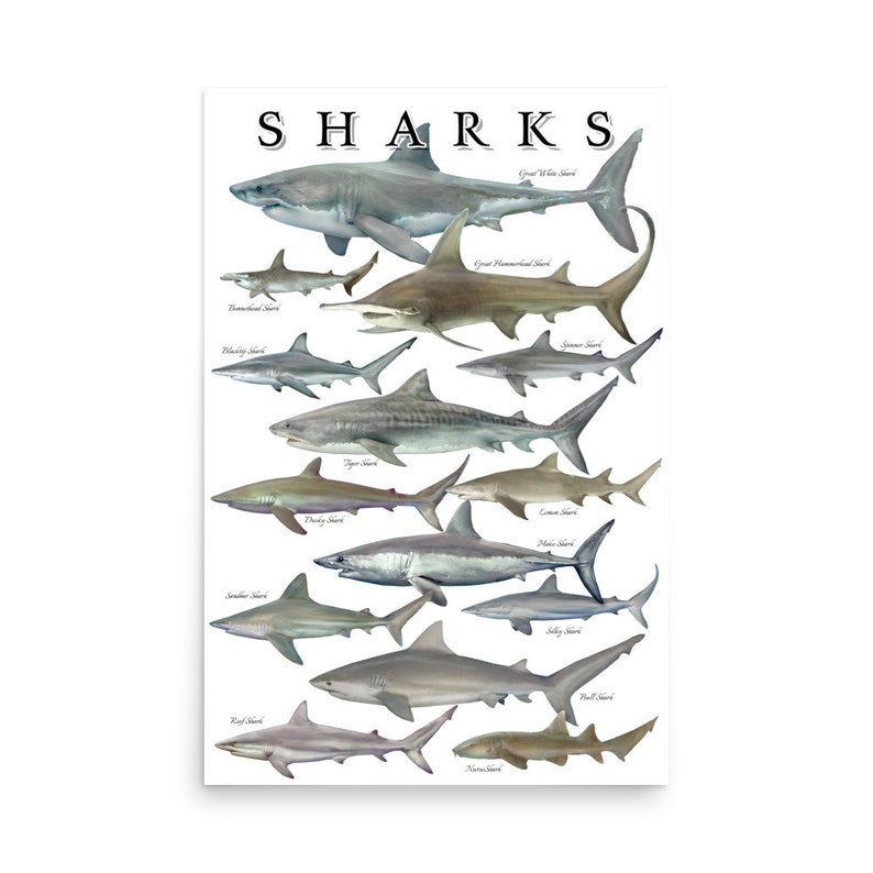 Shark Variations Types of Sharks Species Educational Chart Marine Biology Knowledge Art ...
