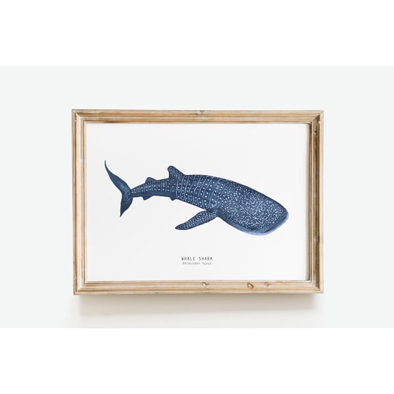 Types of Sharks Species Identification Chart Marine Biology Educational Art Poster Print Vintage Natural History Ocean Life Decor 24x36 inch UNFRAMED