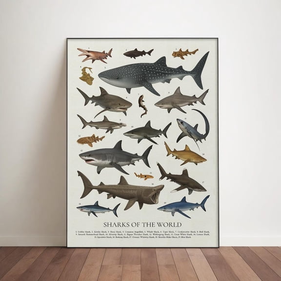 Types of Sharks Species Knowledge Poster Marine Biology Educational Reference Art Ocean Life Chart Home School Classroom Decor 8x12 inch UNFRAMED