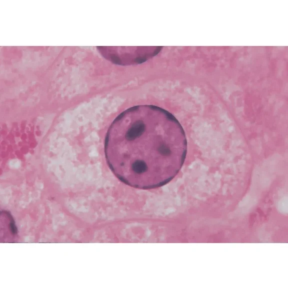 Typical Animal And Plant Cells Microscope Slide Student Set
