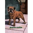 thumbnail image 1 of Typical Brussels Griffon Champion Fine art canvas print (20" x 30"), 1 of 1