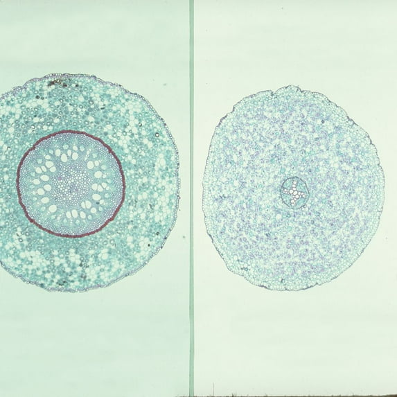 Typical Monocot And Dicot Roots, C.S., 12 M Microscope Slide