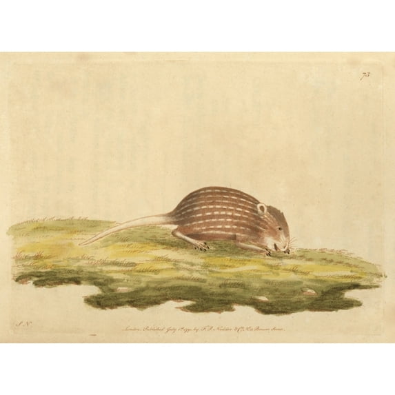Typical Striped Grass Mouse, Lemniscomys Striatus Poster Print By ® Florilegius Mary Evans (36 X 24)