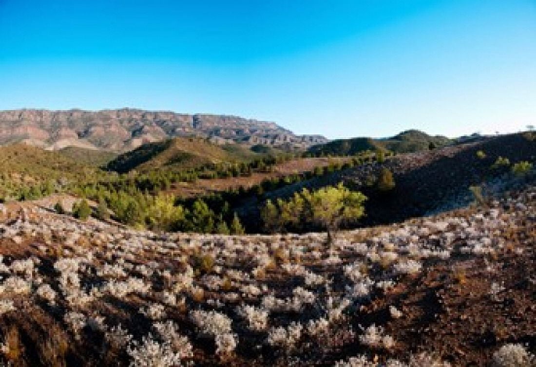Typical outback landscape Hawker Flinders Ranges National Park South Australia Australia Canvas Art - Panoramic Images (36 x 25)