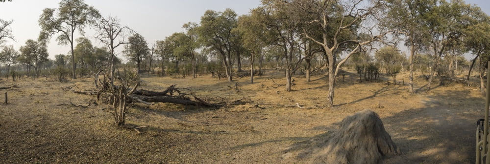 Typical view of forest Linyanti Concession Linyanti River Botswana Canvas Art - Panoramic Images (36 x 12)