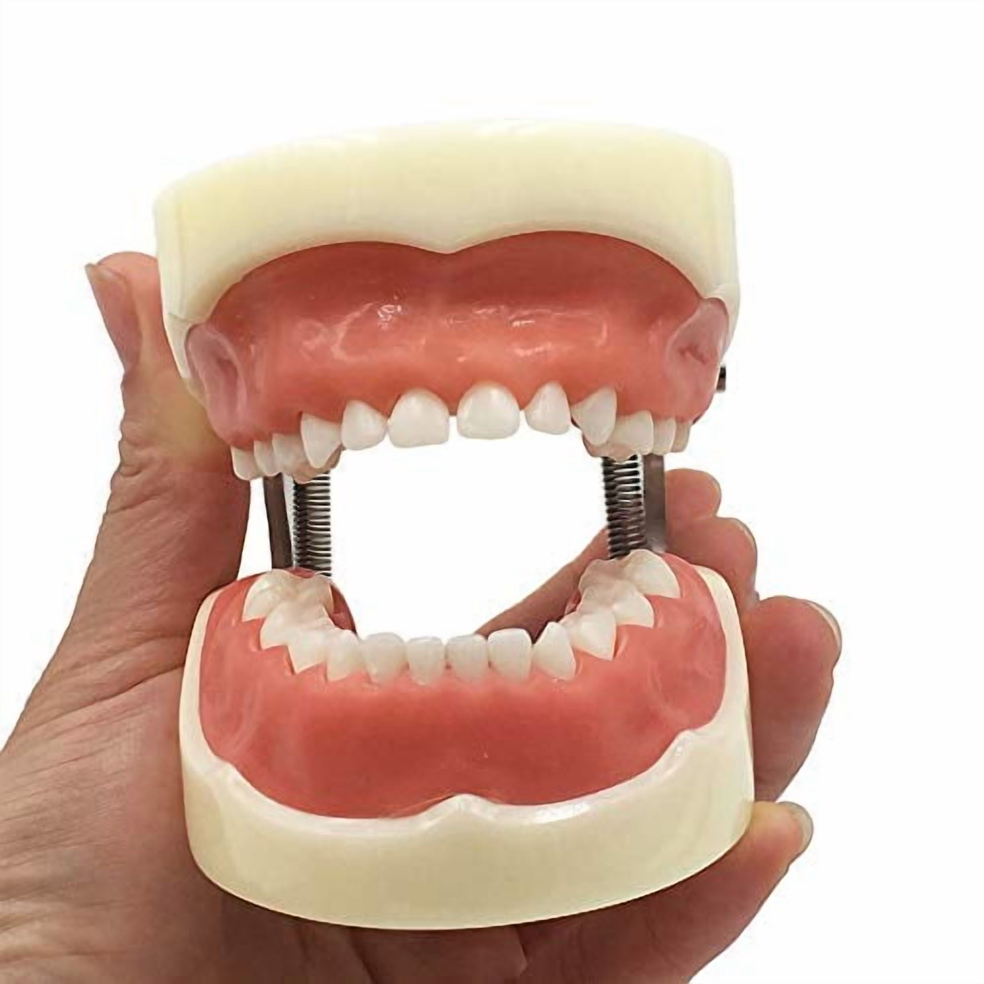 Nissin Dental Model