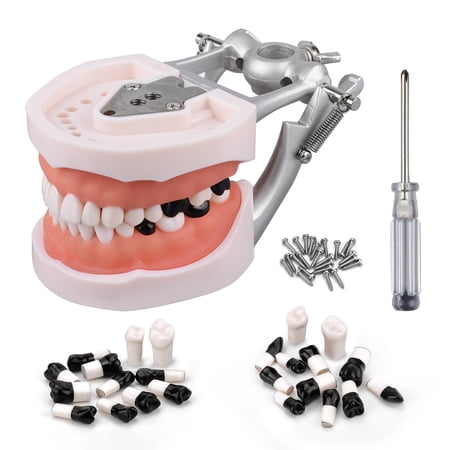 Typodont Teeth Model Includes 24pcs of Special Black Replacement Teeth