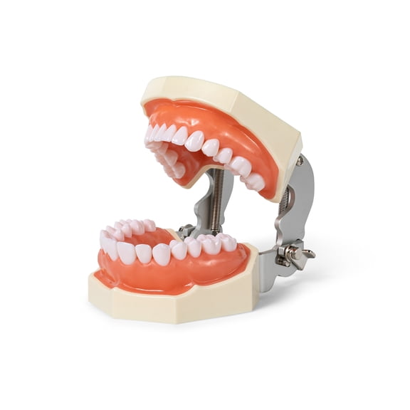 Typodont Teeth Model with 28 Detachable Teeth for Dental Hygiene Students, Suitable for Teaching, Practice and Study, with a Small Screwdriver