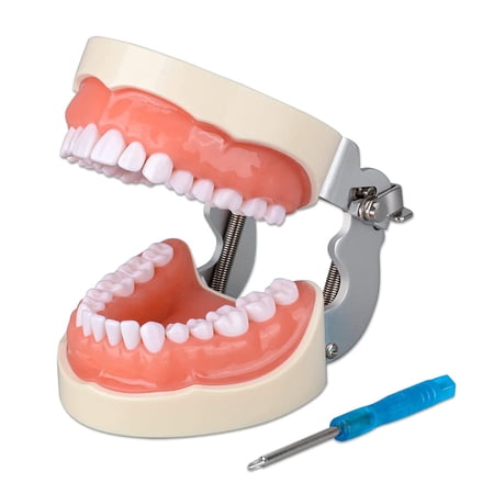 Typodont Teeth Model with 32 Detachable Teeth for Dental Hygiene Students
