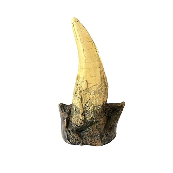 Tyrannosaurus Rex Large Tooth Replica  6.5" Fossil Cast with Maxilla Base$$Books & Magazines