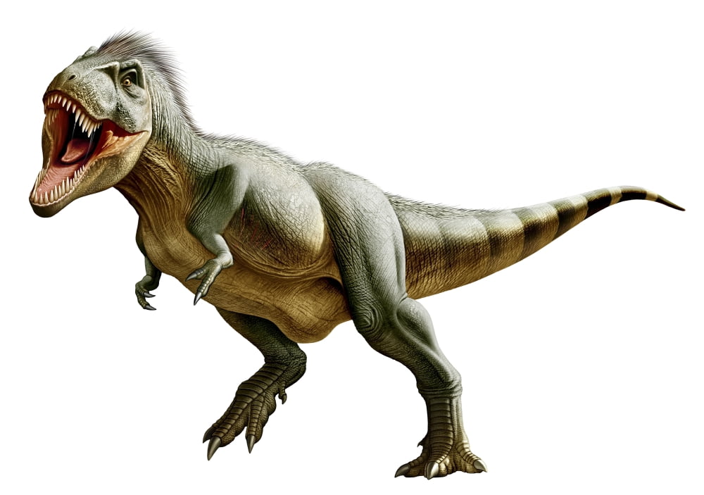 Tyrannosaurus Rex a genus of coelurosaurian theropod dinosaur Canvas Art - Mohamad HaghaniStocktrek Images (17 x 12)