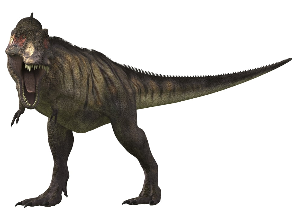 Tyrannosaurus Rex a large carnivore of the Cretaceous Period Canvas Art - Arthur DoretyStocktrek Images (17 x 12)
