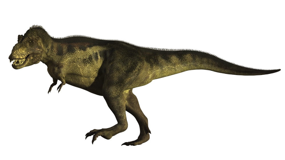 Tyrannosaurus Rex a large carnivore of the Cretaceous Period Canvas Art - Arthur DoretyStocktrek Images (38 x 22)
