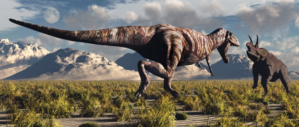 Tyrannosaurus Rex and Triceratops meet for a battle to the death Canvas Art - Mark StevensonStocktrek Images (22 x 10)