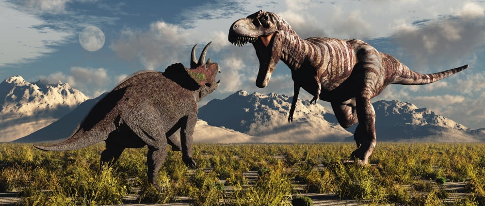 Tyrannosaurus Rex and Triceratops meet for a battle to the death Canvas Art - Mark StevensonStocktrek Images (22 x 10)
