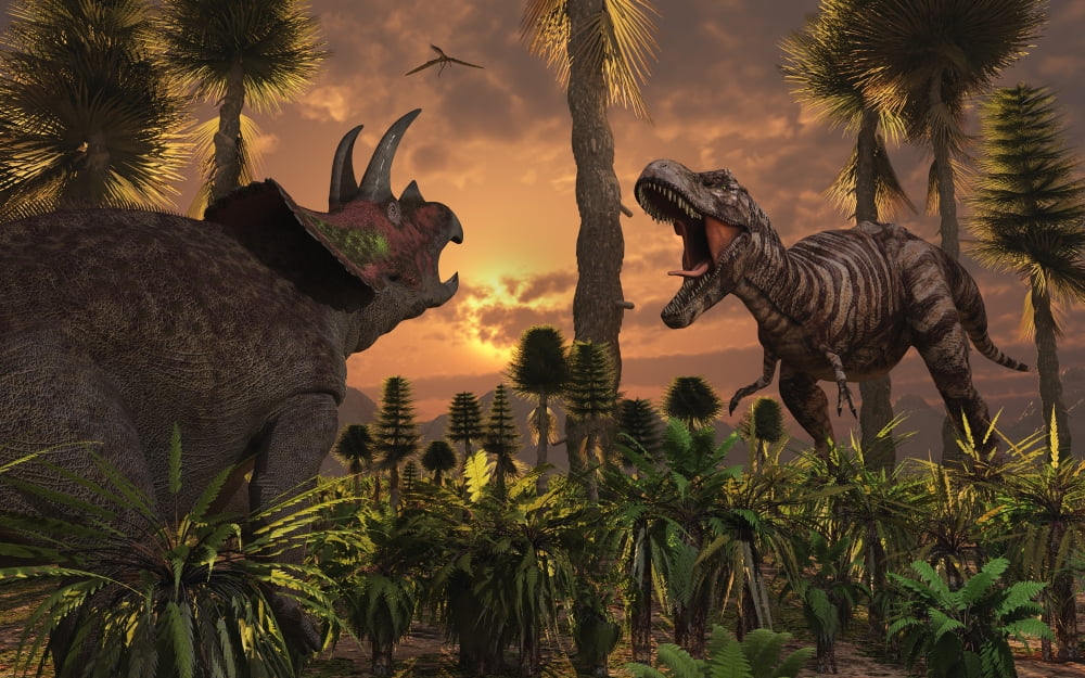Tyrannosaurus Rex and Triceratops meet for a battle to the death Canvas Art - Mark StevensonStocktrek Images (36 x 23)