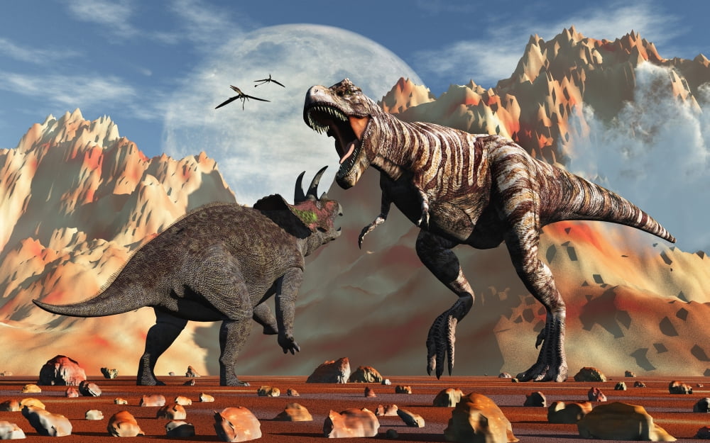 Tyrannosaurus Rex and Triceratops meet for a battle to the death Canvas Art - Mark StevensonStocktrek Images (36 x 23)