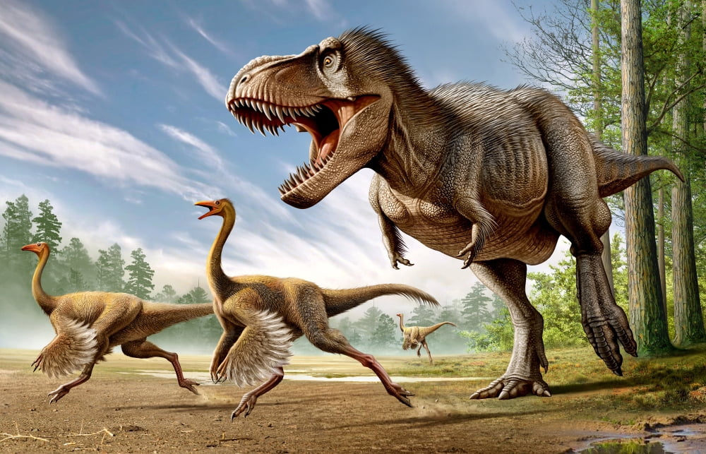 Tyrannosaurus Rex attacking two Struthiomimus dinosaurs Canvas Art - Mohamad HaghaniStocktrek Images (18 x 12)