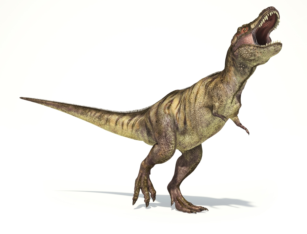 Tyrannosaurus Rex dinosaur on white background Canvas Art - Leonello CalvettiStocktrek Images (16 x 13)