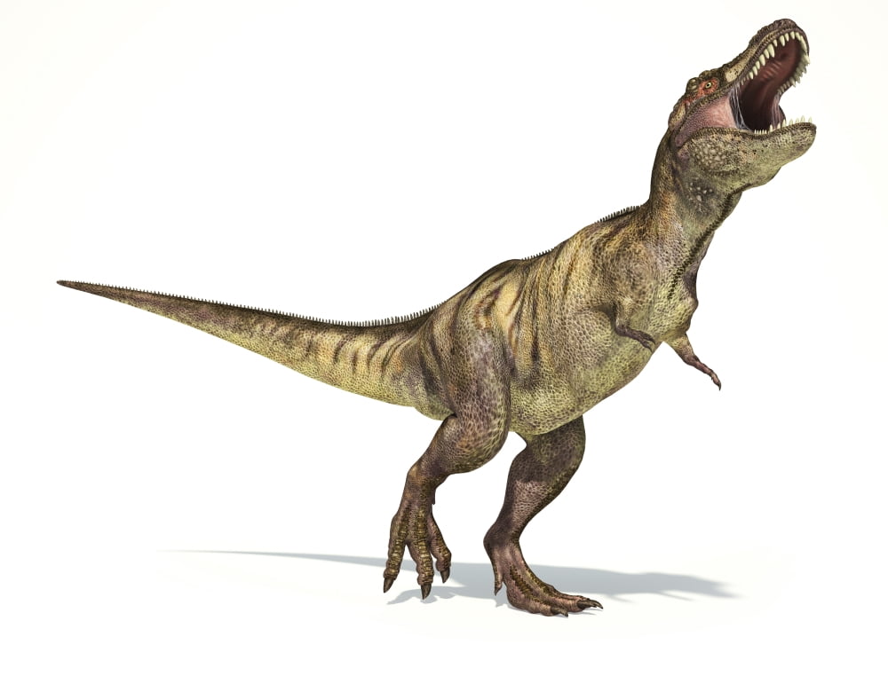 Tyrannosaurus Rex dinosaur on white background Canvas Art - Leonello CalvettiStocktrek Images (32 x 25)