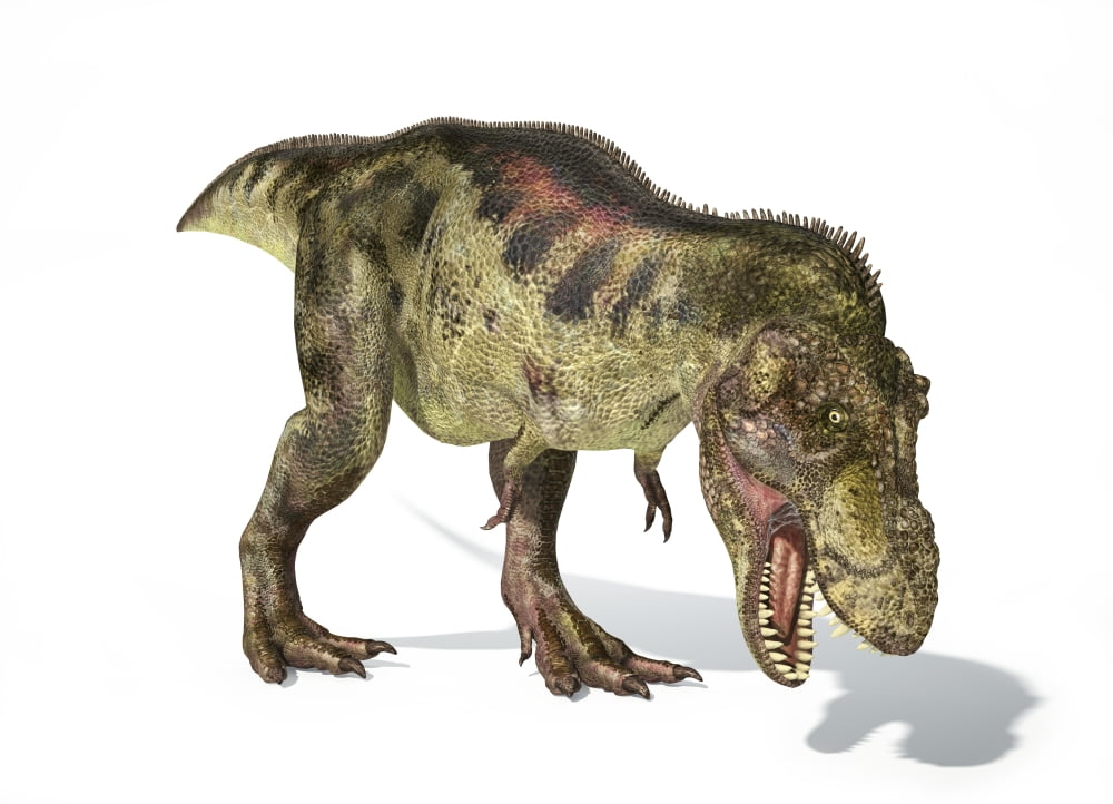 Tyrannosaurus Rex dinosaur on white background Canvas Art - Leonello CalvettiStocktrek Images (34 x 24)