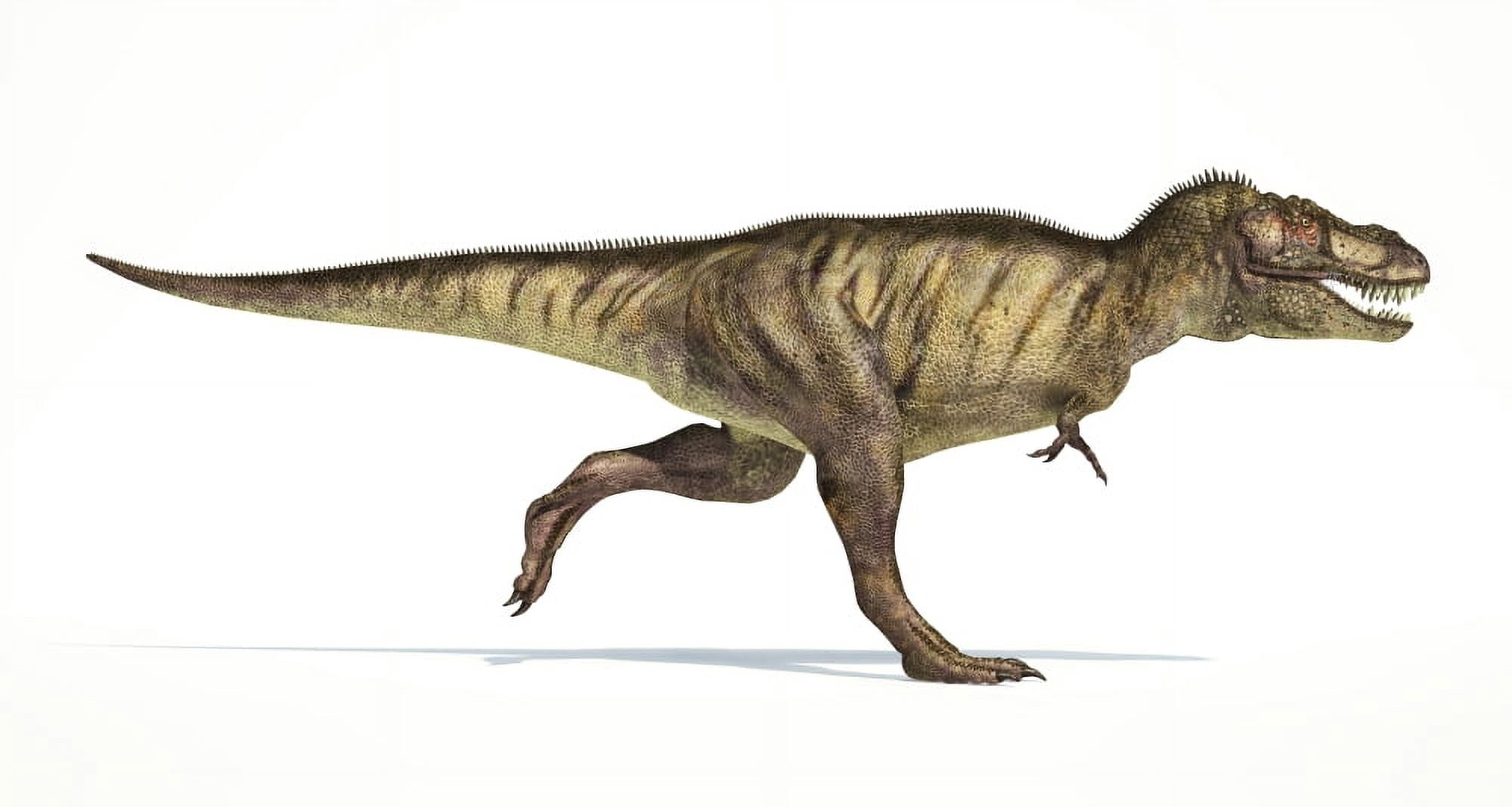 Tyrannosaurus Rex dinosaur on white background Canvas Art - Leonello CalvettiStocktrek Images (39 x 21)