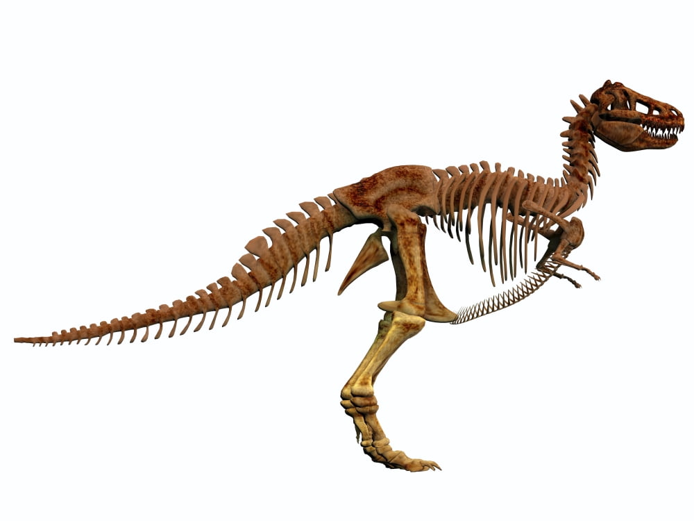 Tyrannosaurus Rex dinosaur skeleton Canvas Art - Corey FordStocktrek Images (17 x 13)
