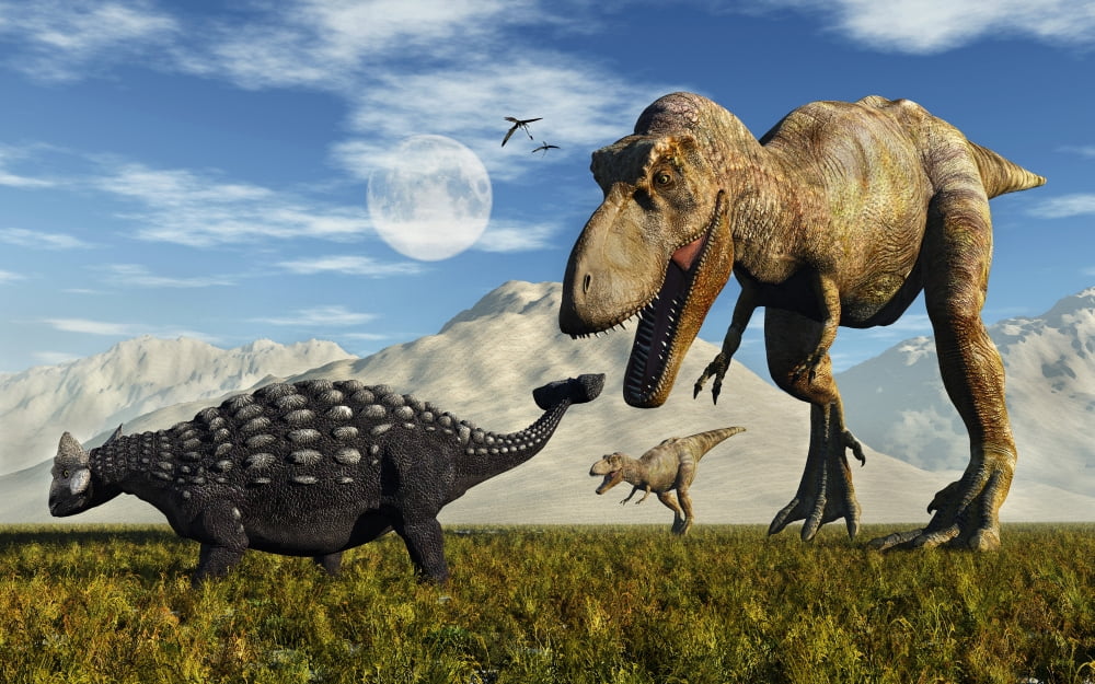Tyrannosaurus Rex dinosaurs confronting a lone Ankylosaurus Canvas Art - Mark StevensonStocktrek Images (36 x 23)